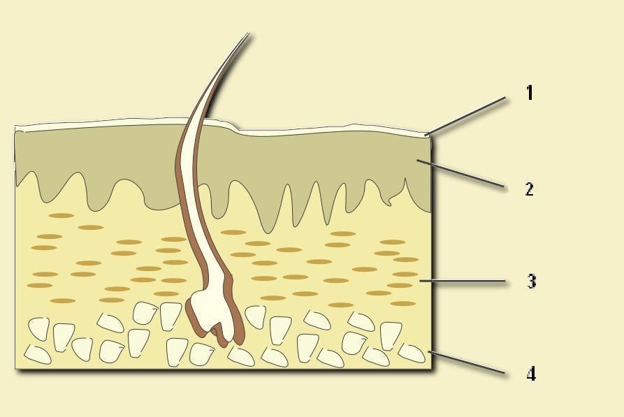 Schematische afbeelding van huidlagen en haartje